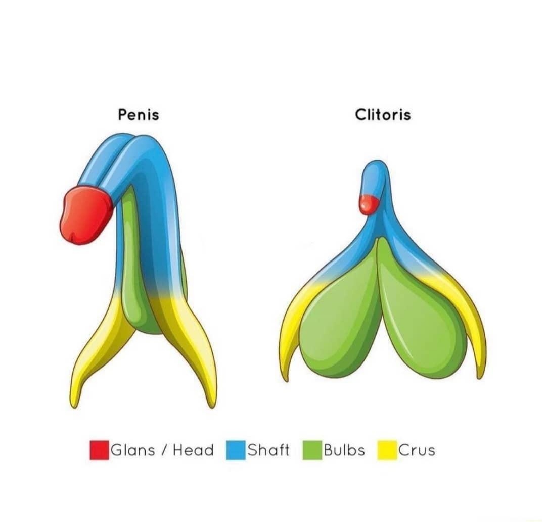 klitoris penis